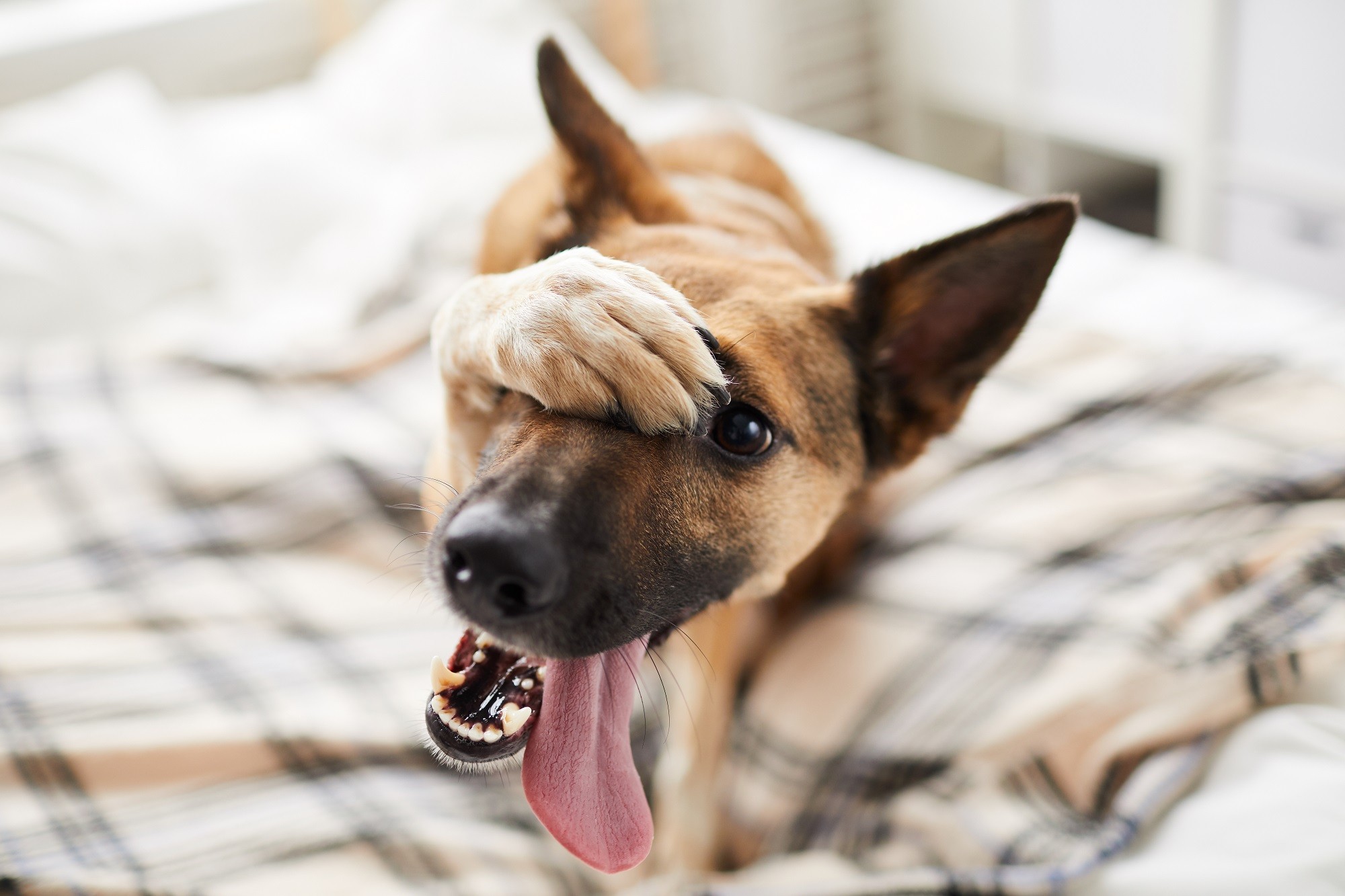 Oh My Dog: Ό,τι φαντάζεσαι για τον σκύλο σου με -50%! Oh My Dog: Ό,τι φαντάζεσαι για τον σκύλο σου με -50%!